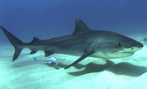 Картинки по запросу фото акулы людоеда